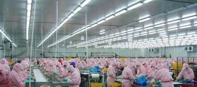 中国最大的白羽鸡企业圣农,为啥肯德基要用它家的鸡